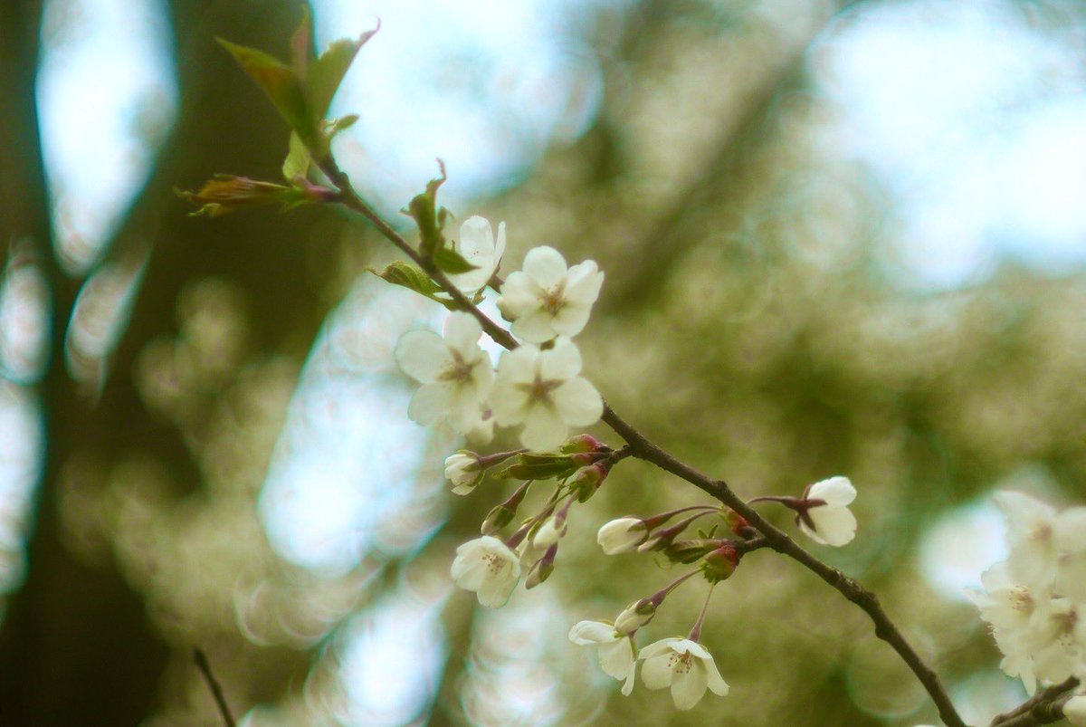 Dobisuke ᯅ tweet media