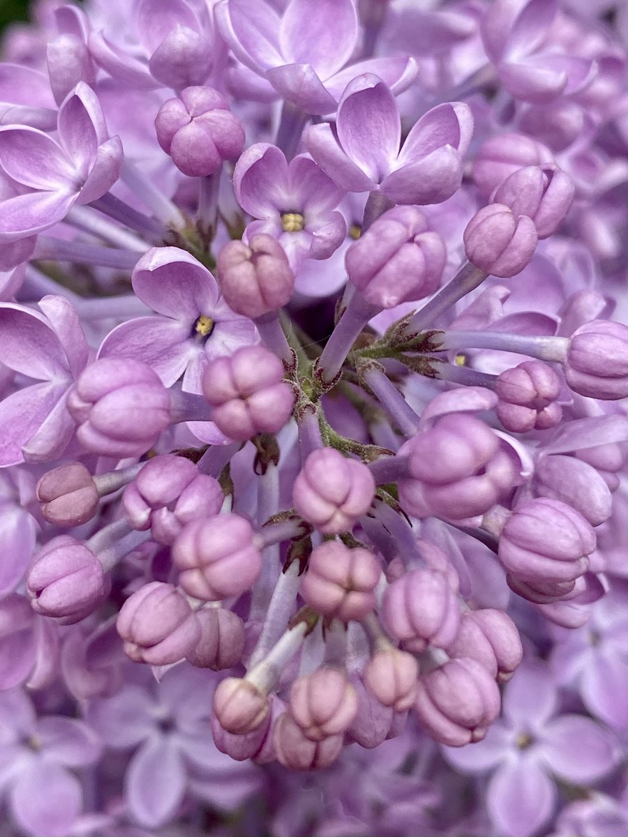 gigpalileo's tweet image. LILAC💜
Carl Schurz Park 
Happy Fri-Yay!!!!
#SpringFlowers 
#spring
