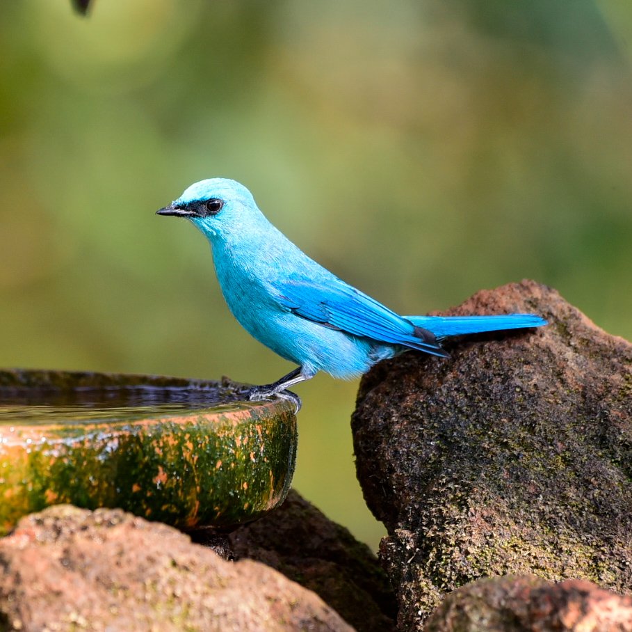 Vinaykumarshe14's tweet photo. Verditer Flycatcher
Hide 📸 Hebri Birding 
At Udupi Hebri Karnataka     🇮🇳
#hebribirding #Birdsofkarnataka
#Karnataka #NikonIndia
#BirdWatching
#wildlifephotography
#NaturePhotography
#Birds #Hide #BirdTwitter #ThePhotoHour 
#BirdLovers 
@IndiAves https://t.co/zPcsUFrZop
