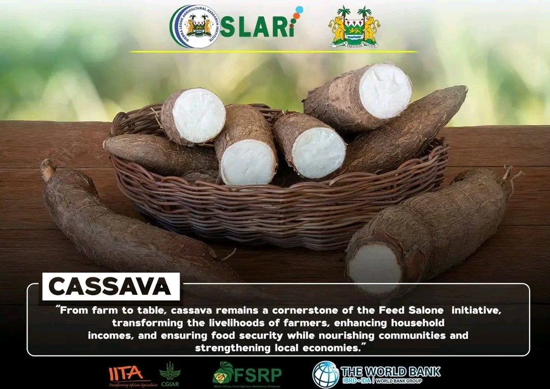 Sierra Leone Agricultural Research Institute tweet media