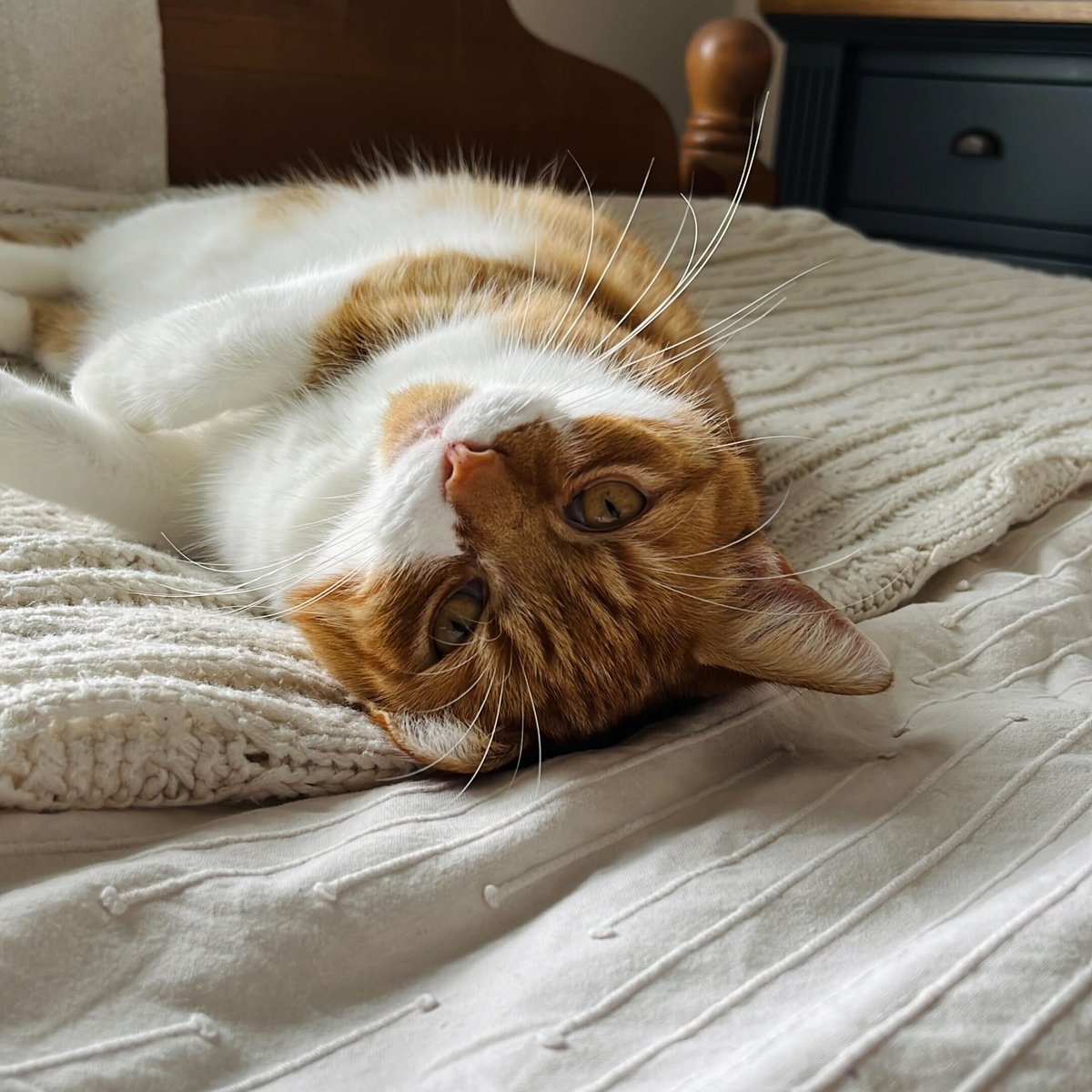 Choc Lit Publishing tweet media