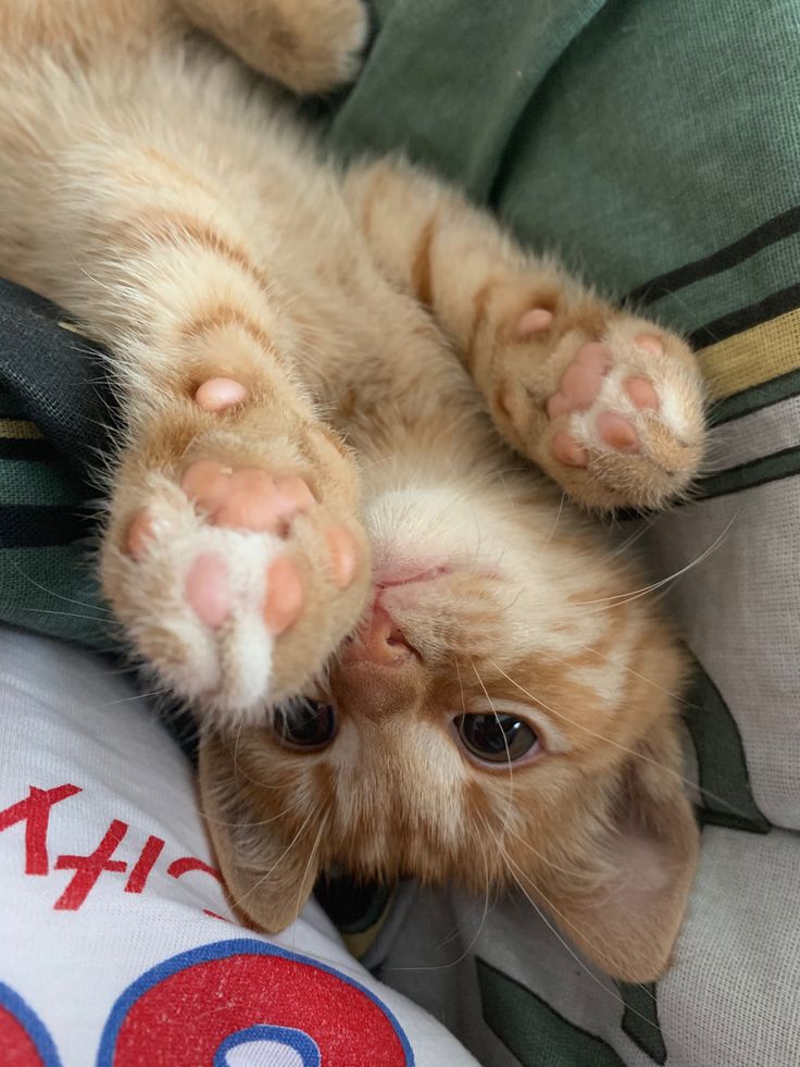 Kay42573's tweet image. ˏˋ°•*⁀➷
different types of snacks and snack boards! 🍪
➯ a foodpoll mainly for #edtwt ღ
➯cals don't count here! ᵕ̈
🏷: #interactivethread #interactive #ricecakestwt #poll #foodtwt #anatwt #thisorthat #onlychooseone #distraction #thread #foodpoll #shedtwt