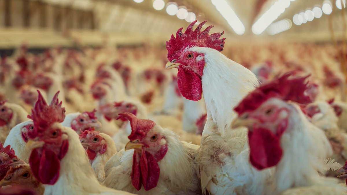 thefarmingiq's tweet photo. 99% of Canadians are effectively barred from dairy and poultry farming. 🚫 It’s not a lack of skill—it’s a multimillion-dollar "entry fee."

Why the system that stabilizes prices has shut out entire generations:

👉 https://t.co/E0iLDMaZrS

#CdnAg #SupplyManagement #FarmingIQ https://t.co/aYVg7HMImK