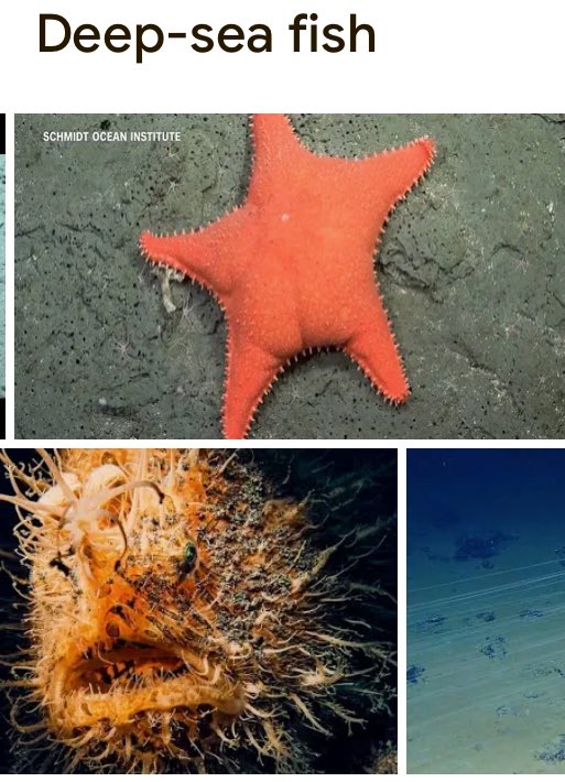 nyantennae's tweet image. #deepseatwt there really is a whole other world out there