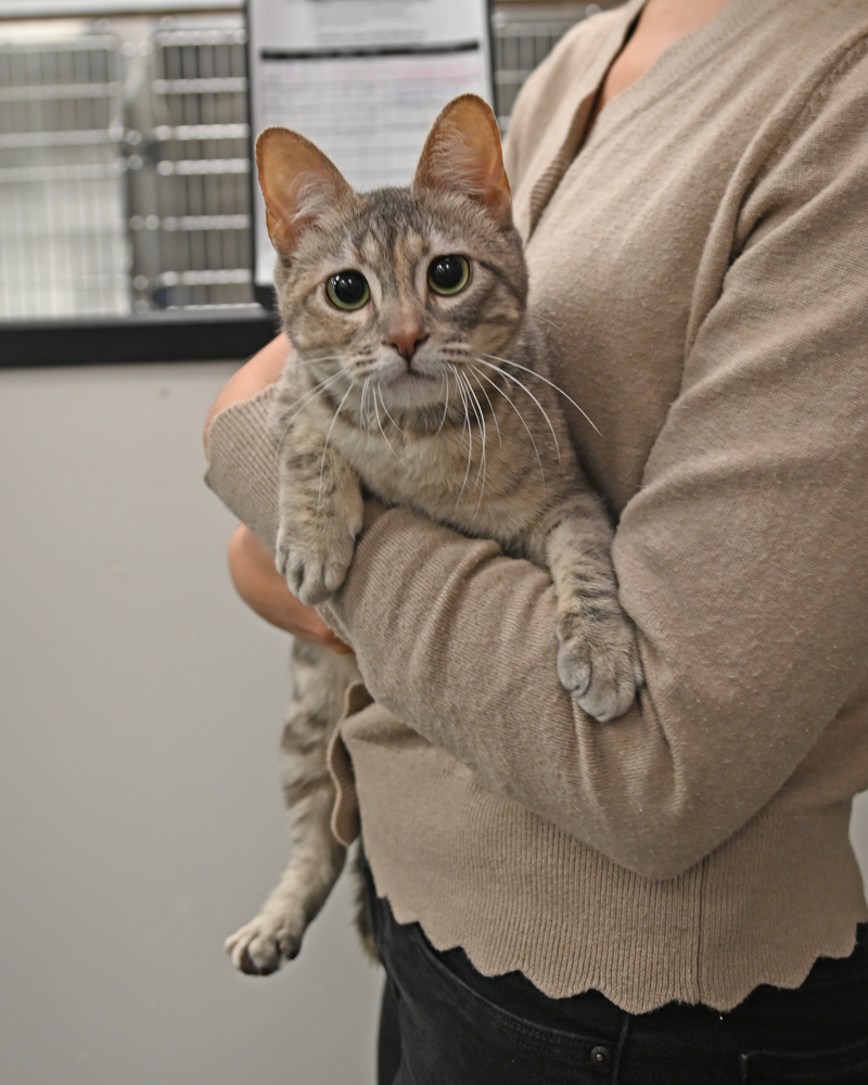 Helen Woodward Animal Center tweet media