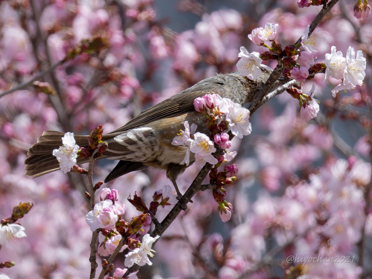 ひよちゃん tweet media