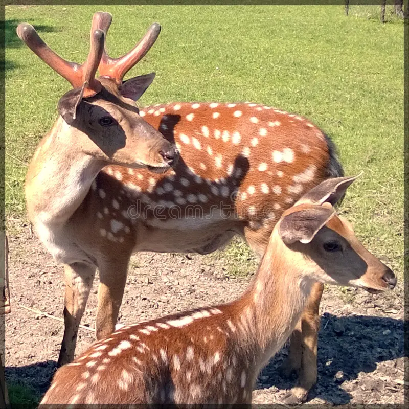 #ONEPIECE1180 Oda nous a sorti, un des pires chara de l'oeuvre 😂😂😂😂 Je m'attendais à tout, sauf à un Cerf