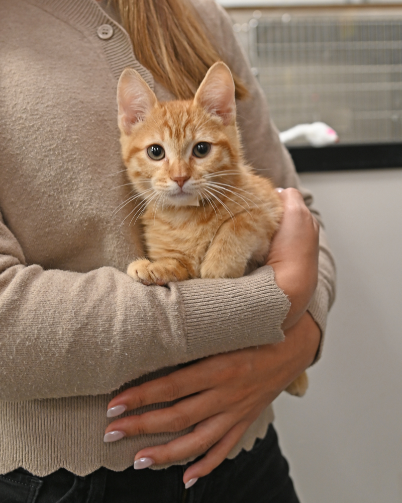 Helen Woodward Animal Center tweet media