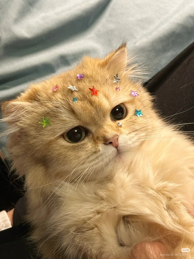 ₌᳐･֊･₌᳐੭ tweet media