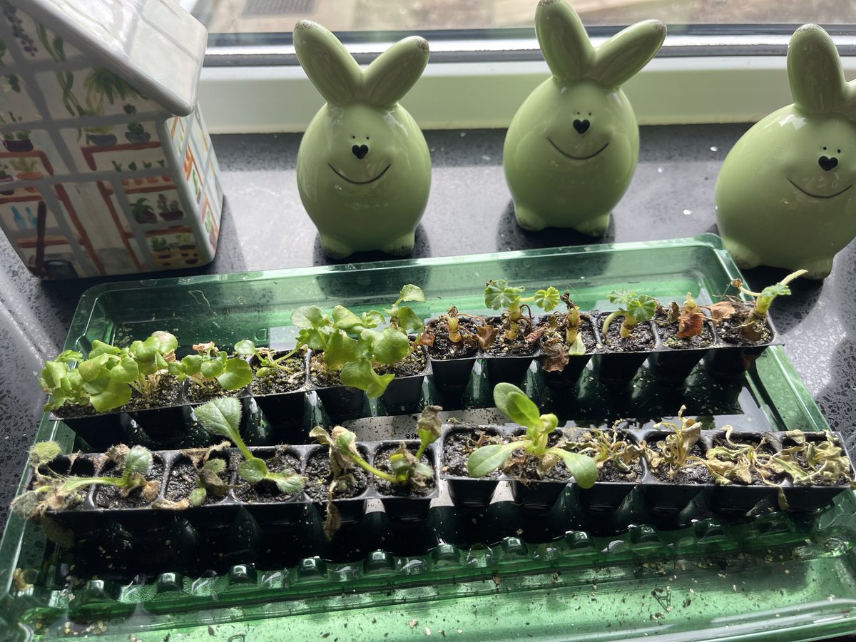 Tweetie Pye (Knight of the Ream - by the copier) tweet media