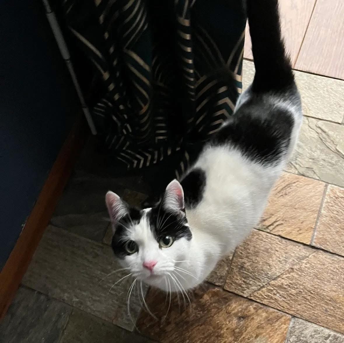 Help2Rehome Scotland tweet media