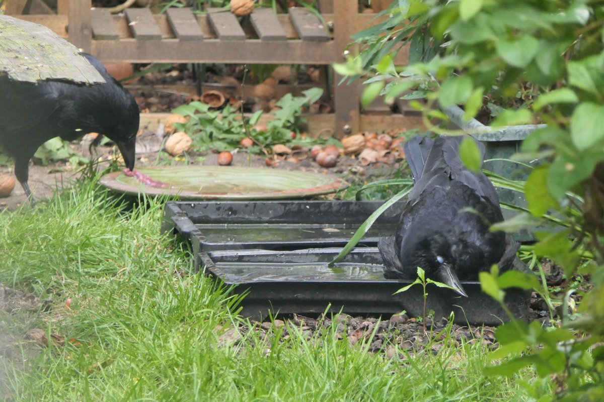 Nesquik1962's tweet image. We haven't had #PoolParty this year because of the cat &amp;amp; the birds not wanting to be on the ground, so I took the large tray away. However it looks like I'll have to put it back as Mrs #Crow needed more room. Mr Crow apparently got dirt or seeds on his meat and is washing it.