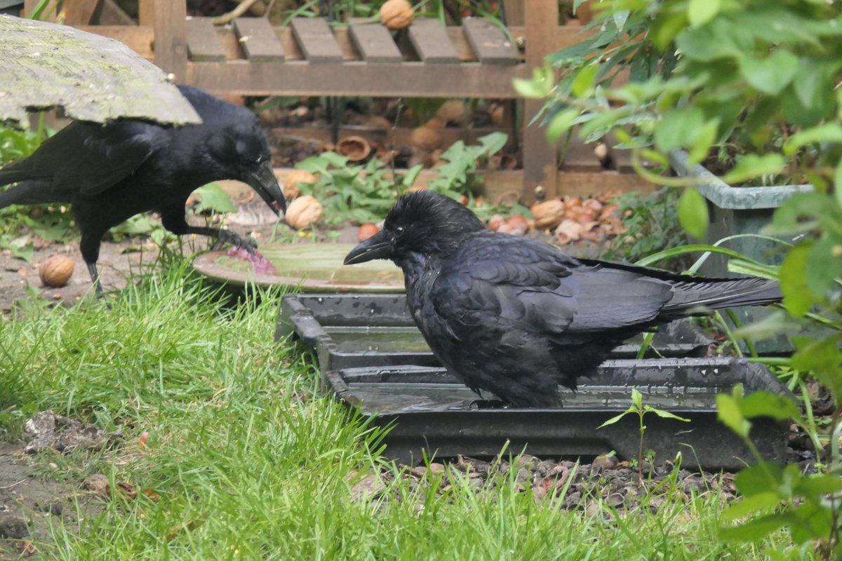 Nesquik1962's tweet image. We haven't had #PoolParty this year because of the cat &amp;amp; the birds not wanting to be on the ground, so I took the large tray away. However it looks like I'll have to put it back as Mrs #Crow needed more room. Mr Crow apparently got dirt or seeds on his meat and is washing it.