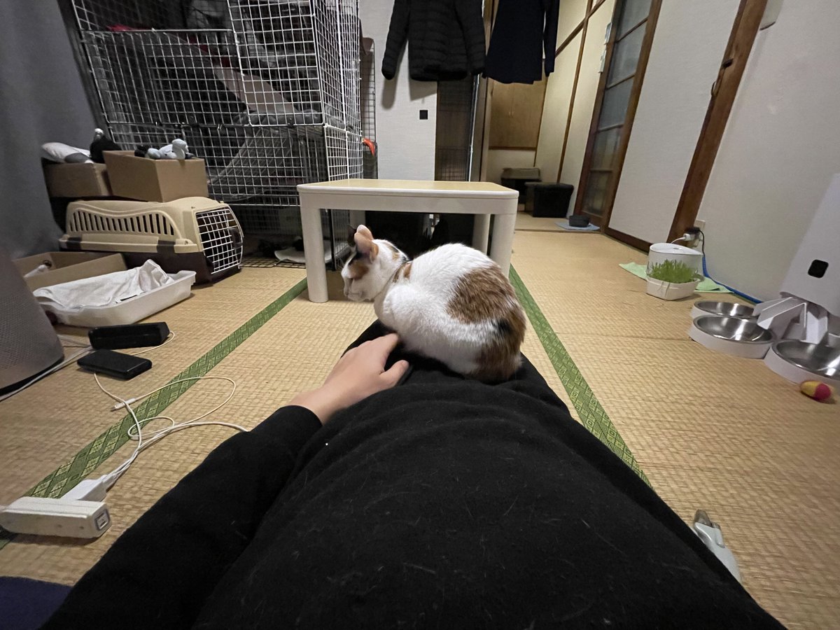 にゃんちくだいすきくらぶ tweet media