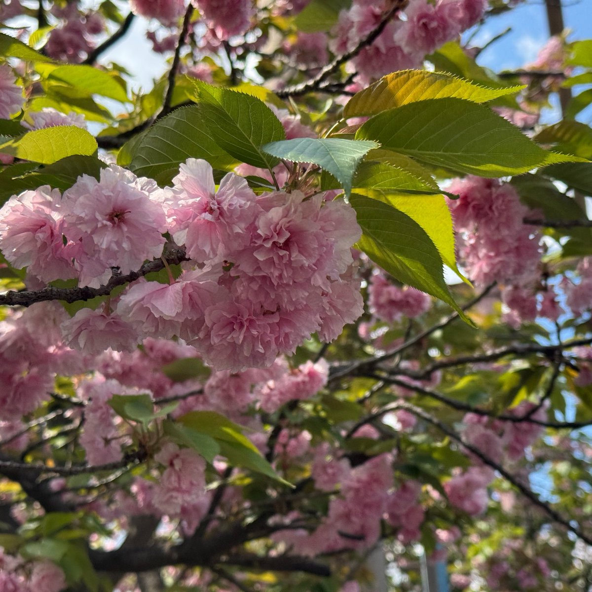 ソヨゴ tweet media