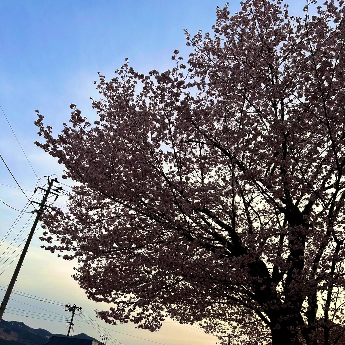 まおまお tweet media