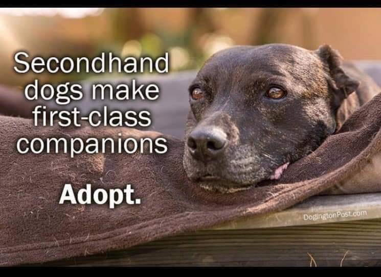 ChrisCsd1's tweet image. #Dogs #Adopt #Animalsmatter #Savelives Absolutely! 🙏🥰