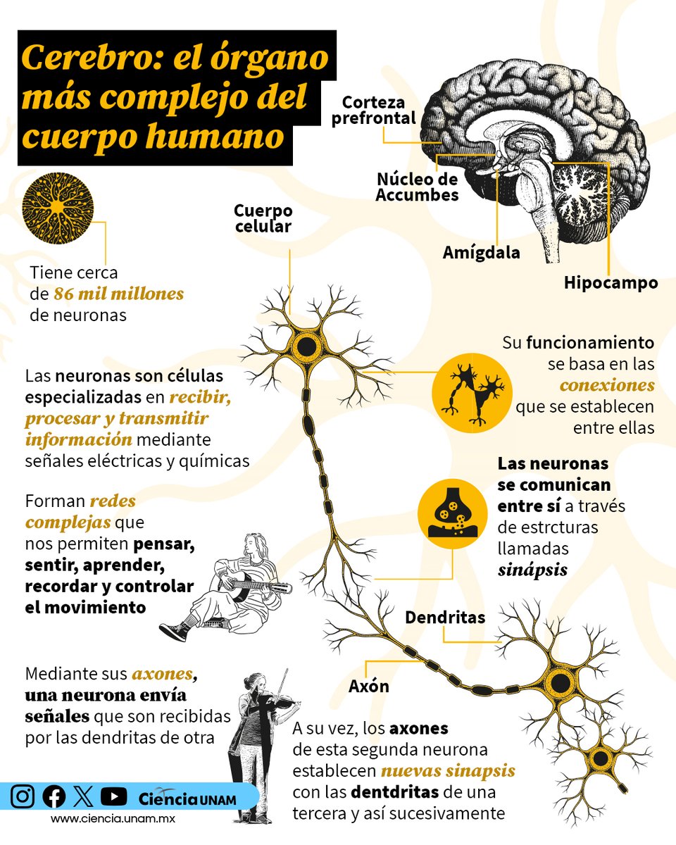 Ciencia_UNAM's tweet image. #Salud | Hay una diferencia entre cómo procesan la información y cómo responden al entorno las infancias, los adolescentes y los adultos. Esto se debe, en parte, al desarrollo prolongado del #cerebro, el órgano que nos permite sentir, relacionarnos e imaginar.