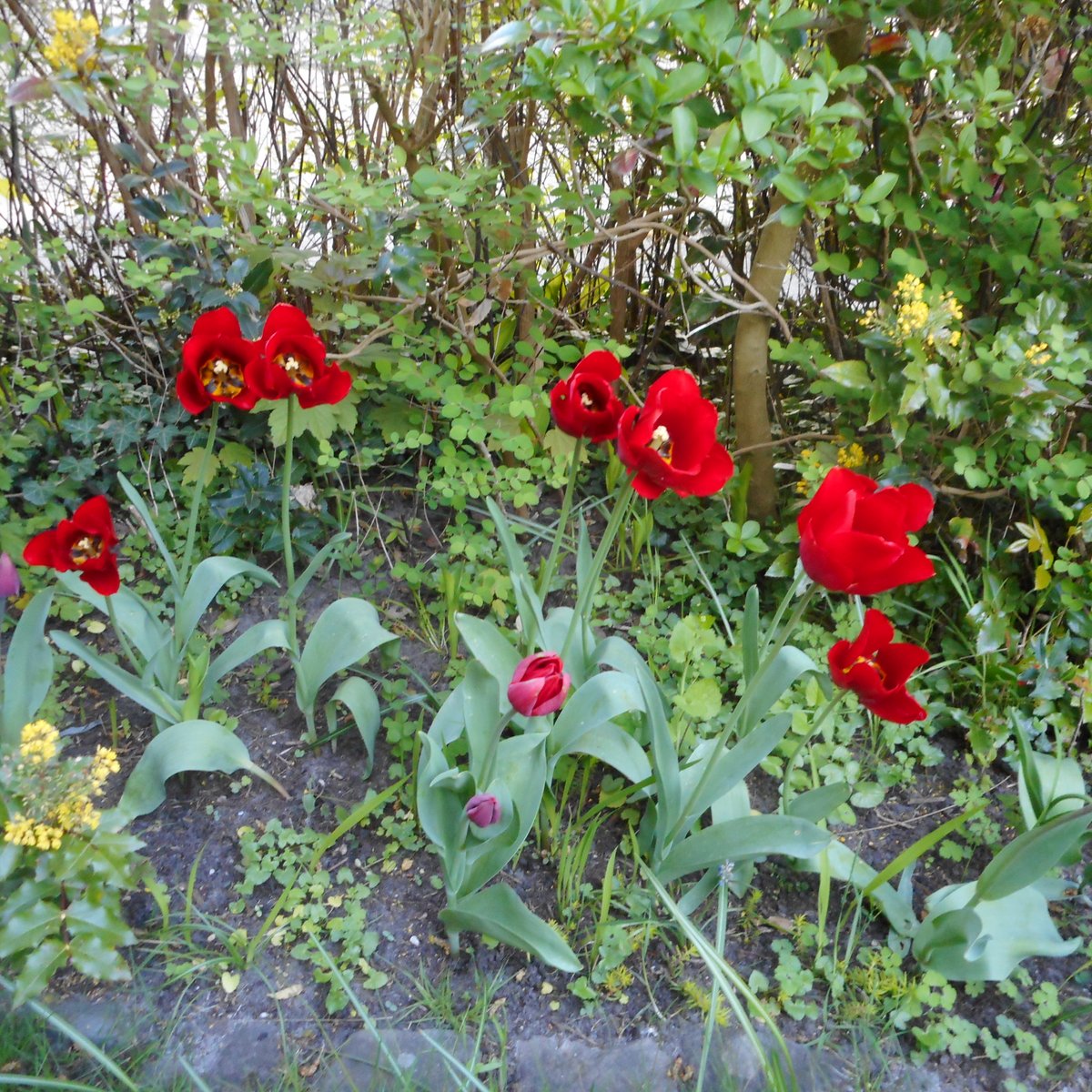 Z powrotem w Holandii.