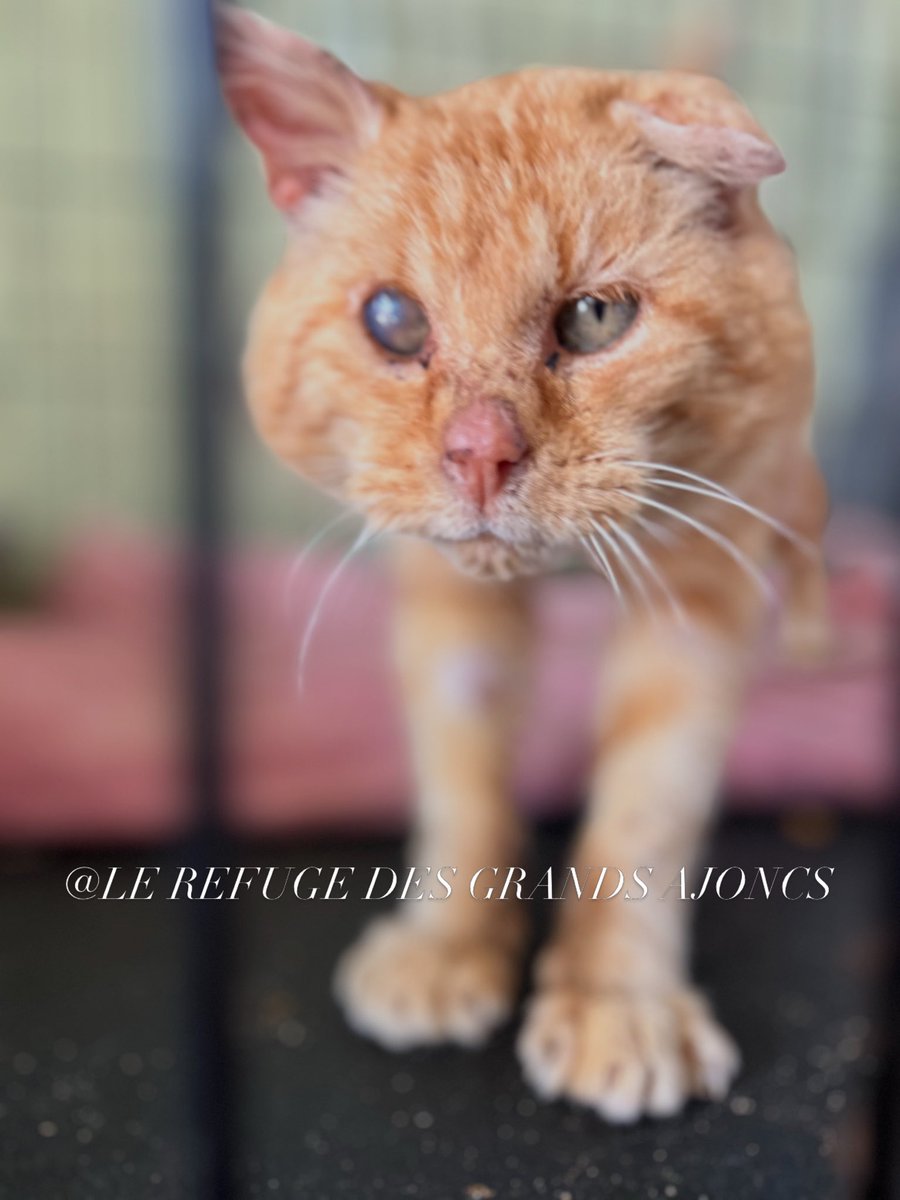 Le Refuge des Grands Ajoncs tweet media