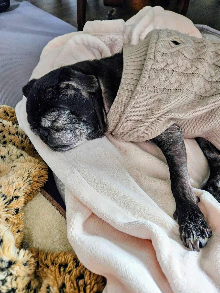 MisterPemberto1's tweet image. Pug Night hangover 🥴 #TGIF #puglife #pugs #pugsoftwitter #dogsoftwitter #dogsofx #tripawd #seniordogs #seniorpugs #mainedogs