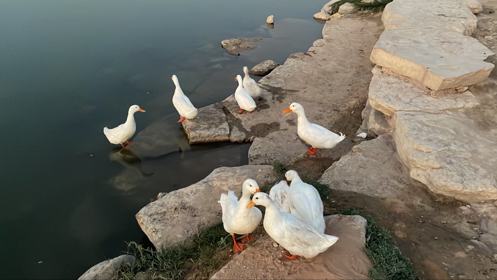 🇸🇾 tweet media