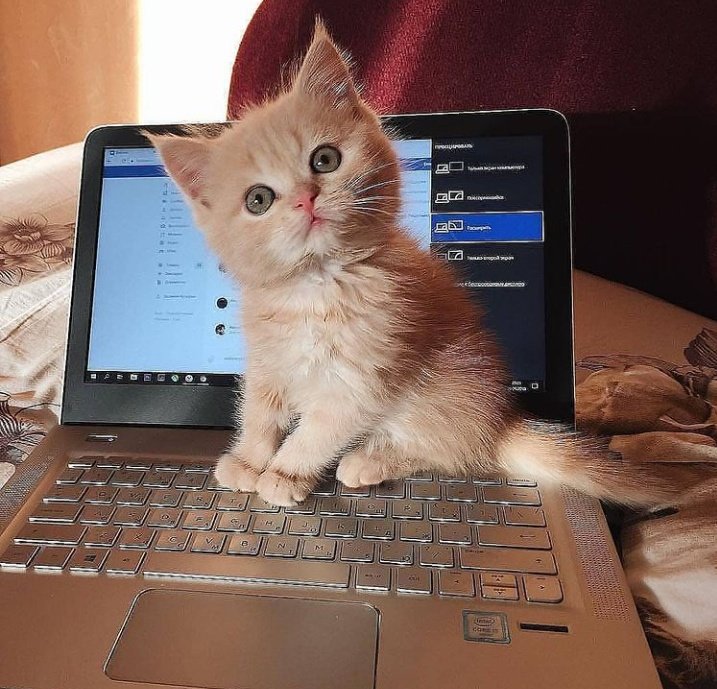 cats with jobs 🛠 tweet media