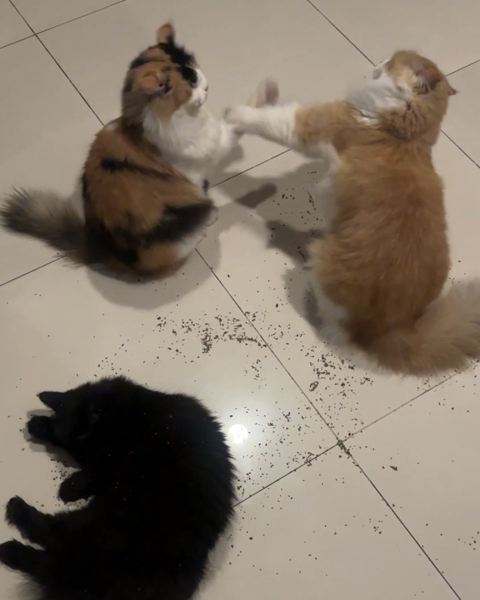 halo aku kucing tweet media