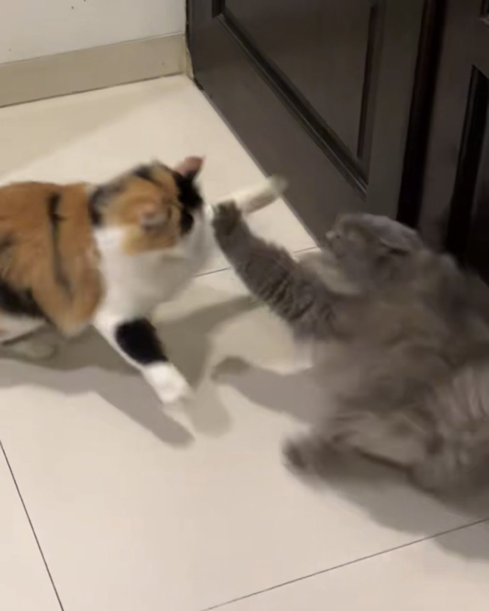 halo aku kucing tweet media