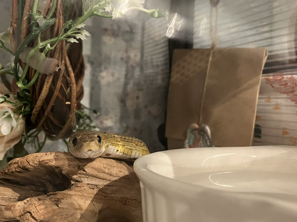 渋皮@へびマルシェ主催 tweet media