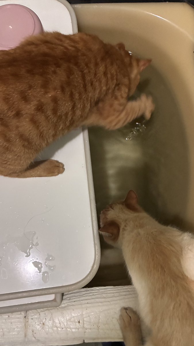 ぐーぐるのぱちもん tweet media