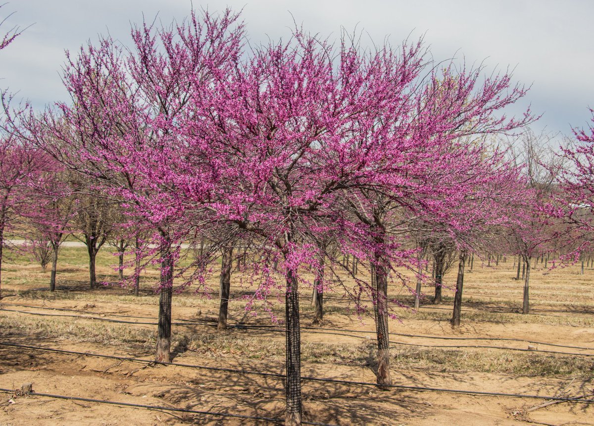 LanohaNurseries's tweet image. Eastern Redbuds are known for their vibrant pink to purple blooms that appear right along the branches (even on the trunk) in early spring.  Enjoy 25% off our flowering ornamental BB trees for our #SpringOpenHouse Sale and join us Sunday from 11am-2pm for more savings. #shoplocal