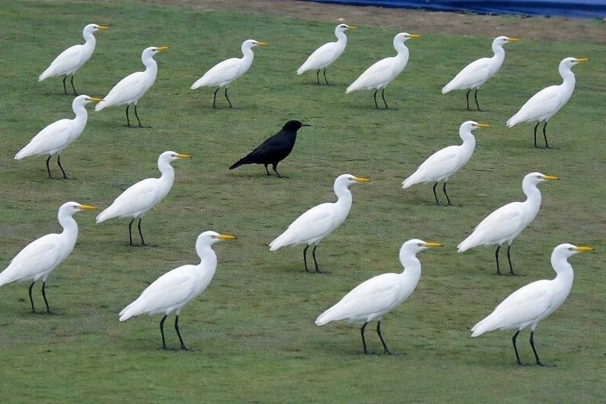 Algorix 🇮🇳 tweet media