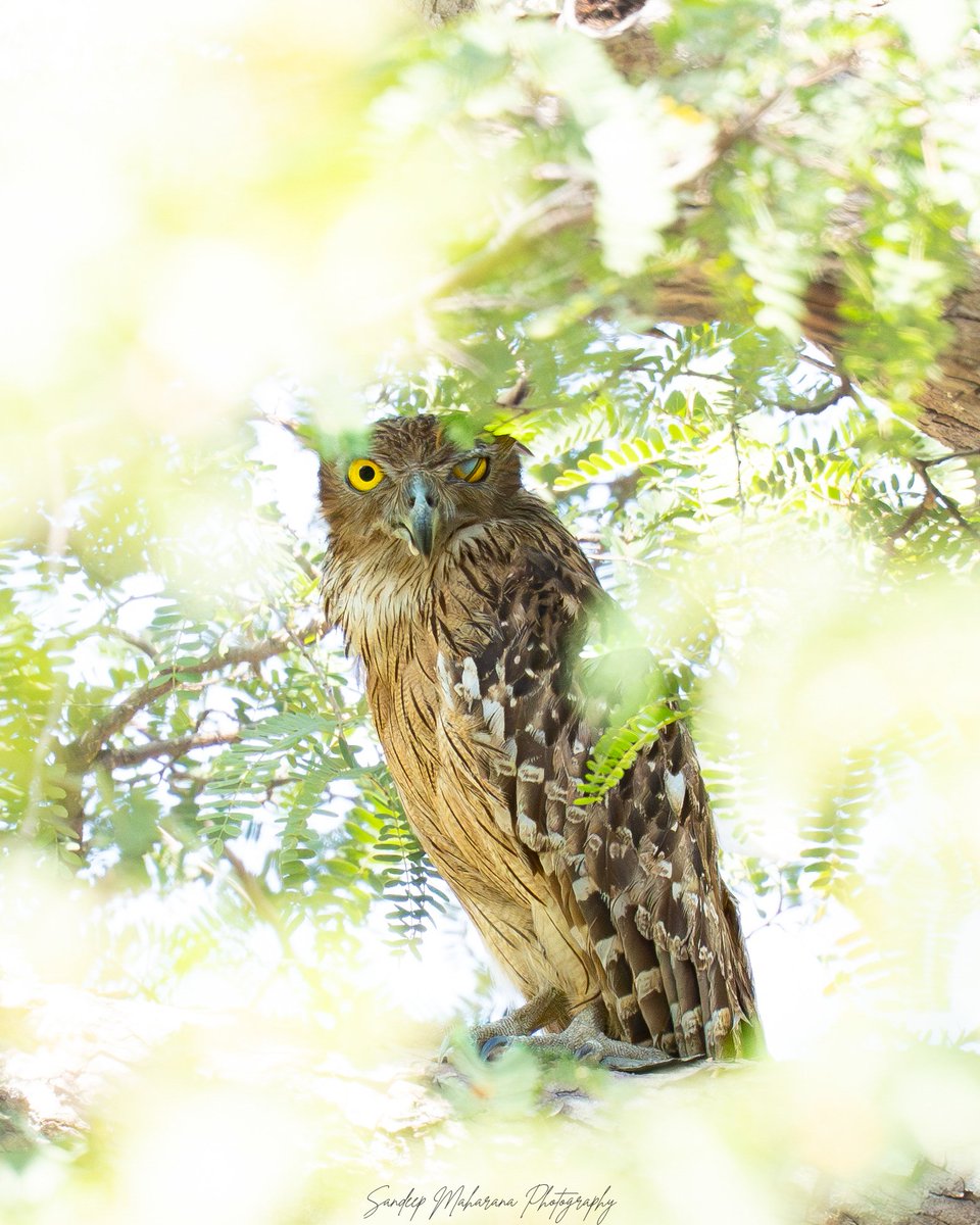 sandy_clicks's tweet image. Brown Fish Owl.. 

#birdphotography
#wildlife
#wildlifephotography
#sonyalpha