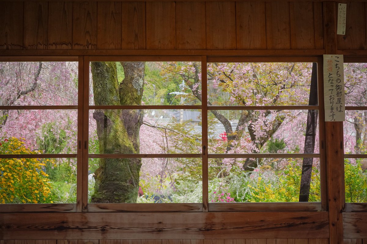 studio__dohika's tweet photo. ✳︎大阪写真部✳︎
　
原谷苑（京都府）
　
#カメラ #カメラ女子 #桜 https://t.co/gB9LQ7TUZQ