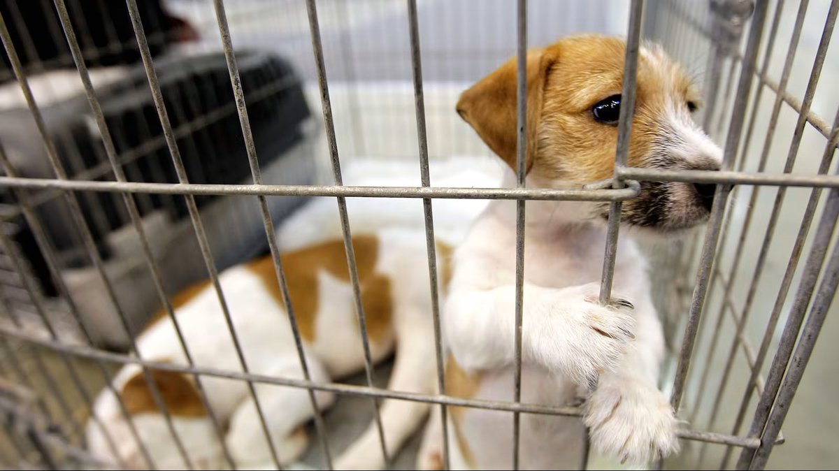 The Irish News tweet media