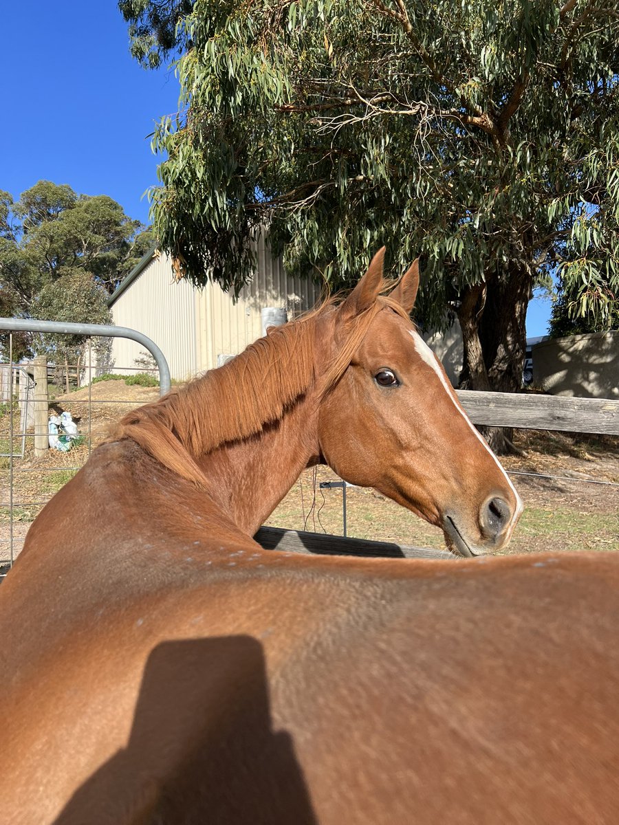 A lion is going to jump out and eat me any second now…. just you wait