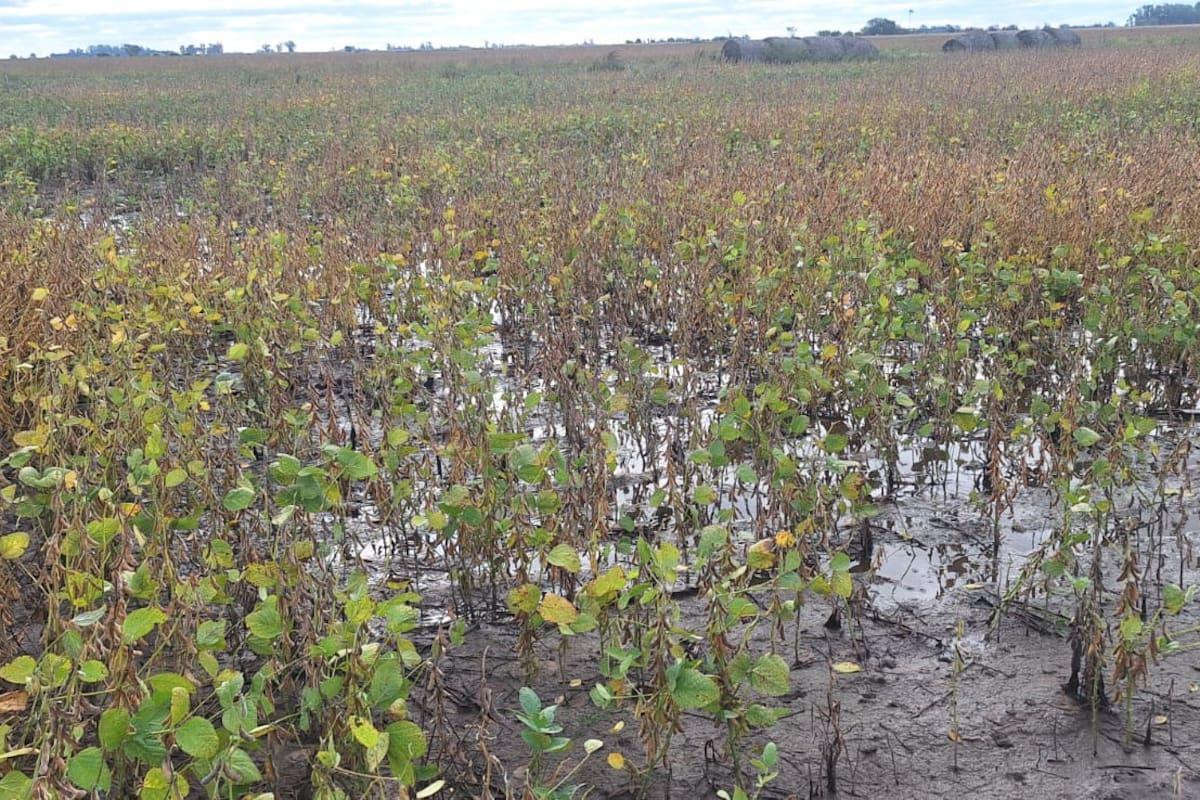 Por qué llueve tanto: asediada por las lluvias, la cosecha de soja en ...