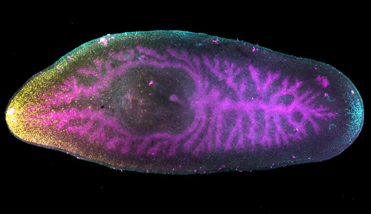 Society for Developmental Biology tweet media