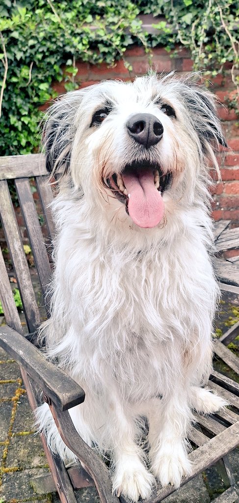 coombes_angie's tweet photo. Popped in to look after this beauty earlier 🐕
This is Dana, she's a rescue dog, she is such a cutie #petsitting https://t.co/uHc9iX6xoO