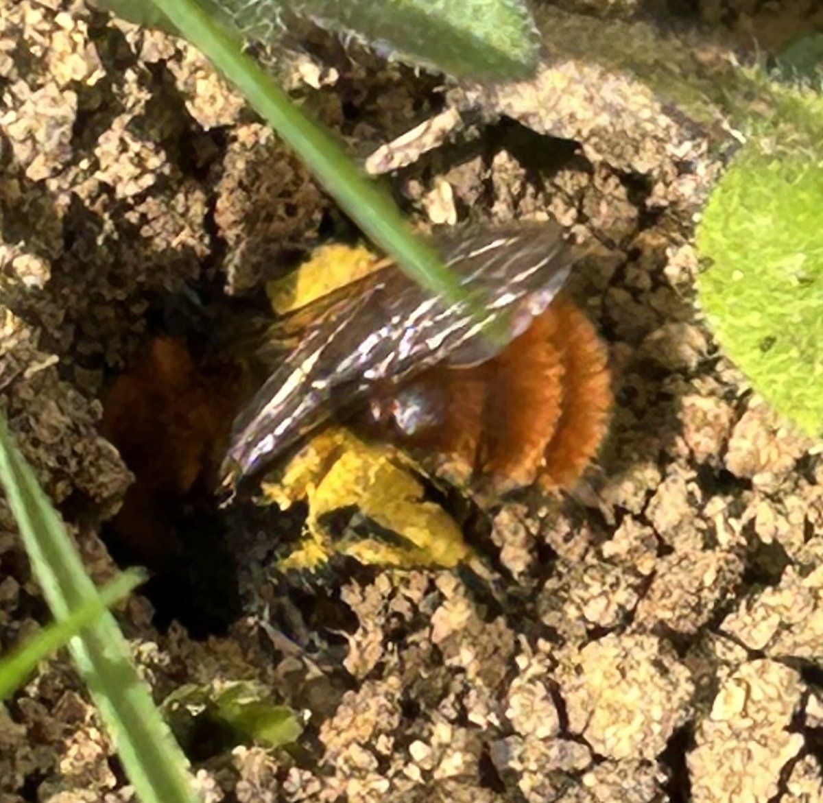 MrsOblivious's tweet image. A type of Miner #Bee on the lawn, soon after this photo was taken it disappeared down the hole!  Gorgeous colour. #Nature #Wildlife