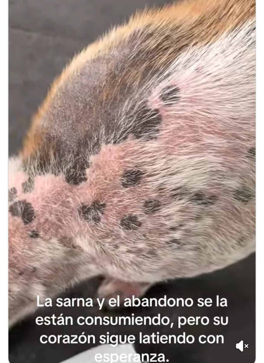PerroUsuario Wof '•' tweet media