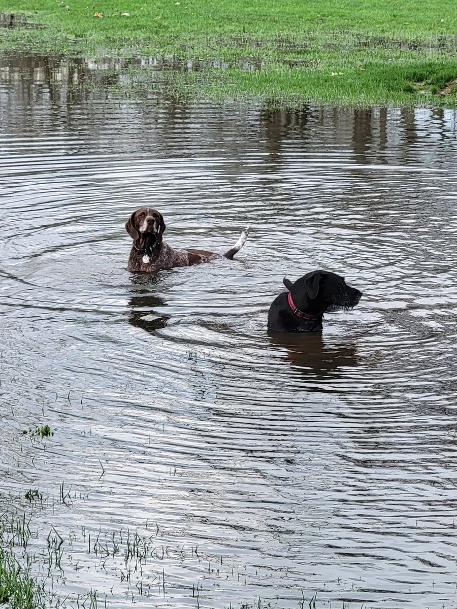 Dartitis tweet media