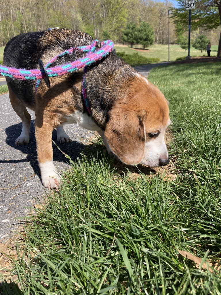 livewellian's tweet image. Meditation in nature is good for mental health and Mom needs all the nature meditation she can get... Happy to oblige, Mom. ❤️🐶💜#BeagleFacts #RescueHounds