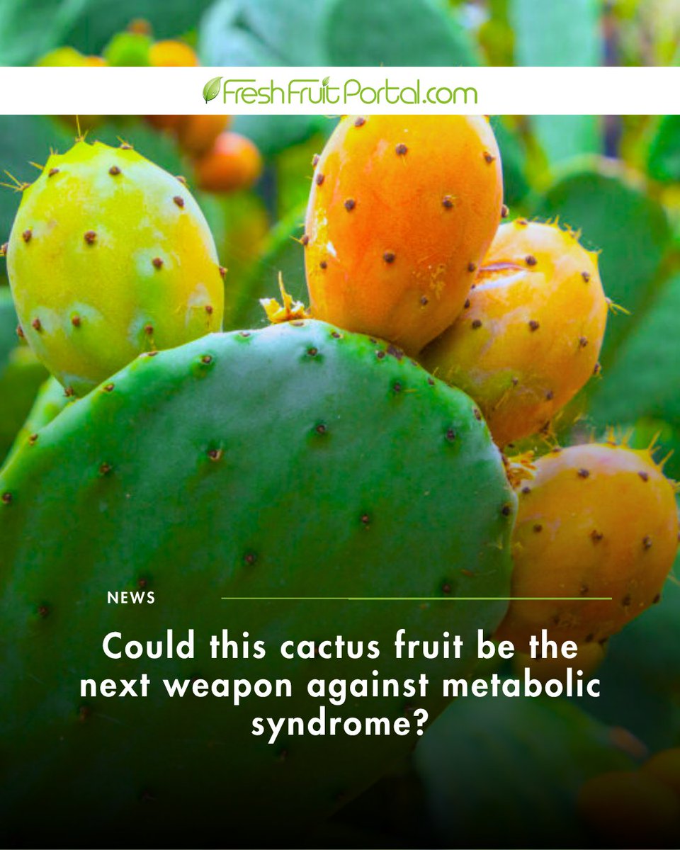 FruitPortal's tweet image. Prickly pear: the next superfruit? 🌵🍐

New research suggests this cactus fruit could help support metabolic health, thanks to its fiber and antioxidant compounds.

Read more in the link: f.mtr.cool/ymkorrmhty
#Health #Superfood #Innovation #Nutrition