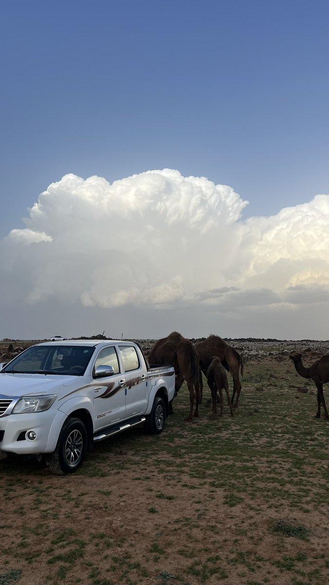 a7_8i's tweet photo. 🐪🤍 https://t.co/51BXvp0uQX