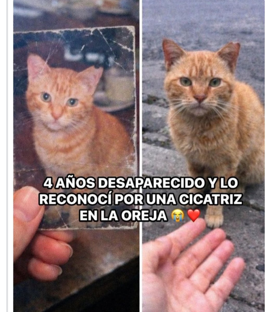 Marina Boschi tweet media