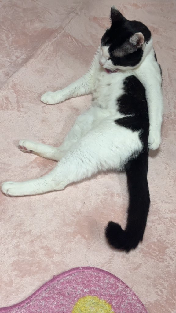 🍓ᤖᡰㅁᨚﾞᰴᯇ🌸𐨬ェᰴᤖ🍓 tweet media