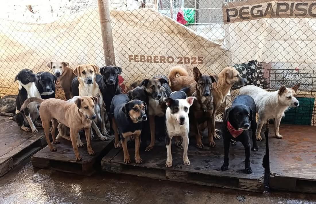 Zapopan mantiene bajo amenaza de clausura al Refugio Buenos Chicos; 240 perritos quedarían indefensos...<a href="/Trafico_ZMG/">TráficoZMGuadalajara</a> <a href="/PabloLemusN/">Pablo Lemus Navarro</a>  <a href="/ProtAZapopan/">Protección Animal Zapopan</a> <a href="/ZapopanGob/">Gobierno de Zapopan</a>