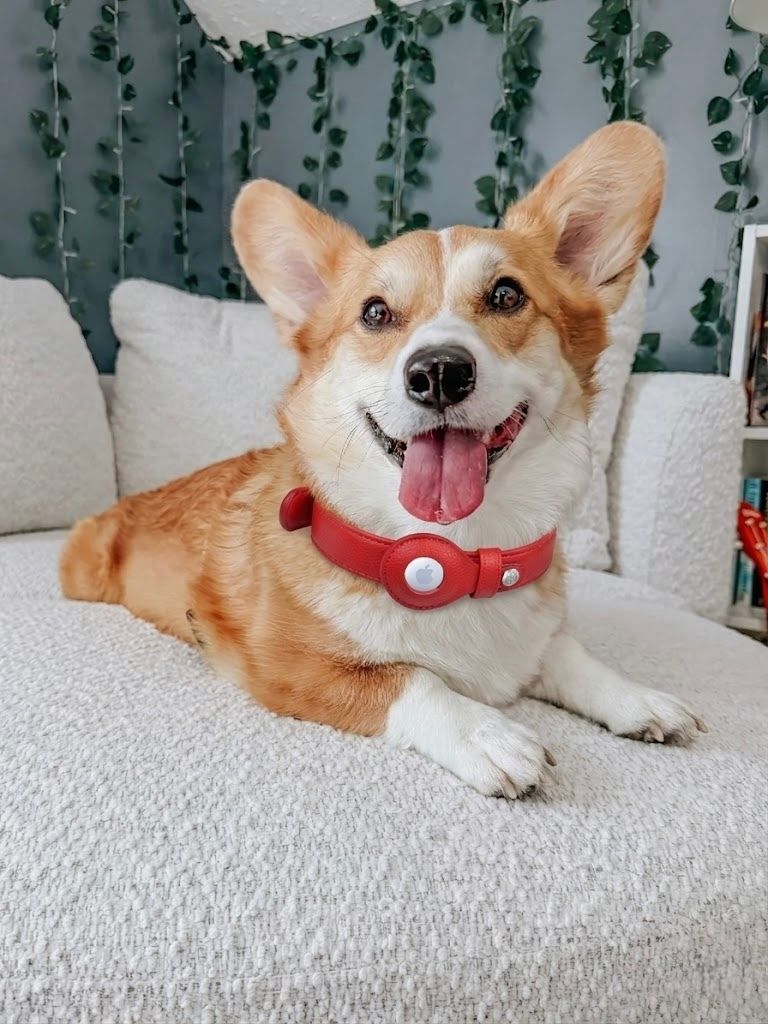 Posh Puppy Boutique tweet media